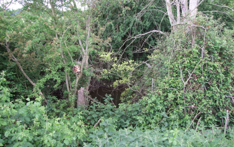 5 Brush Clearing Tools & Equipment for Overgrown Land Mother Earth News